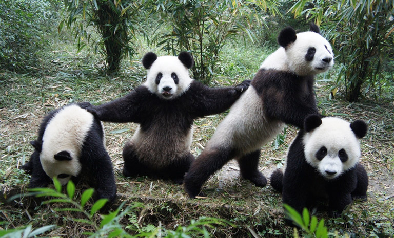 Sichuan Panda Tour