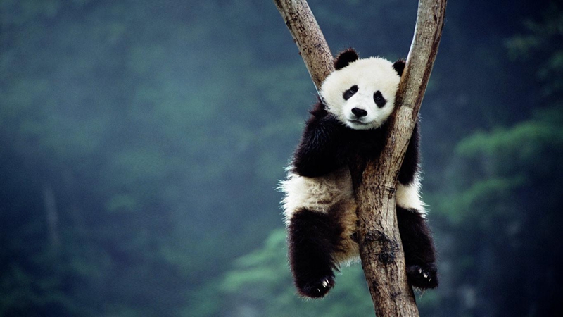 Giant Panda Discovery