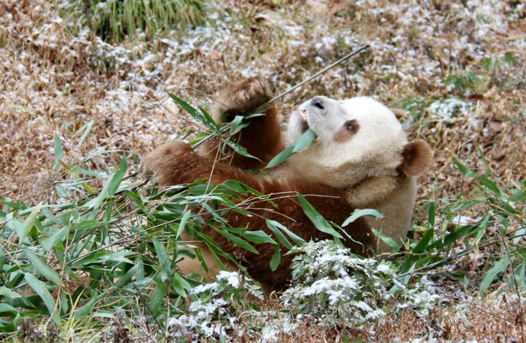 Giant Panda News