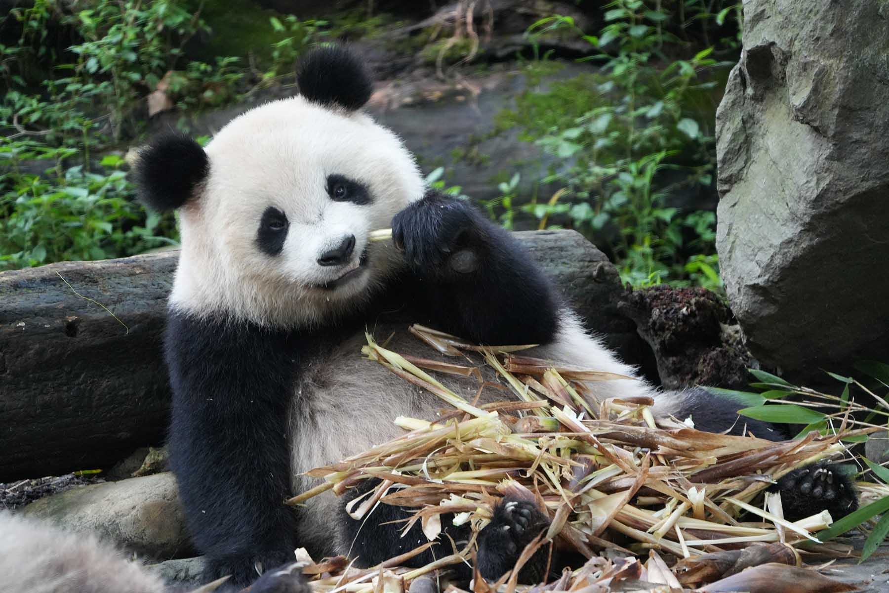 Sichuan Panda Tours