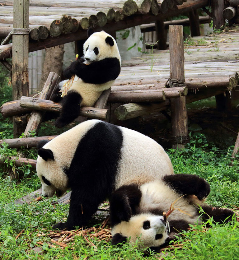 Sichuan Panda Tours