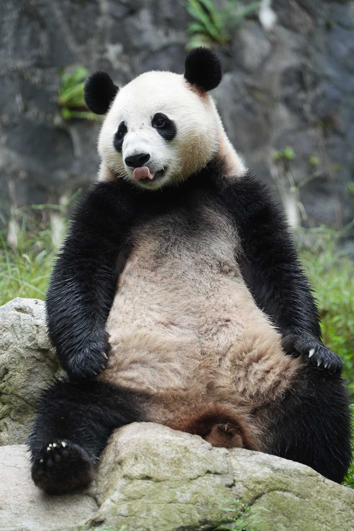 Sichuan Panda Tours