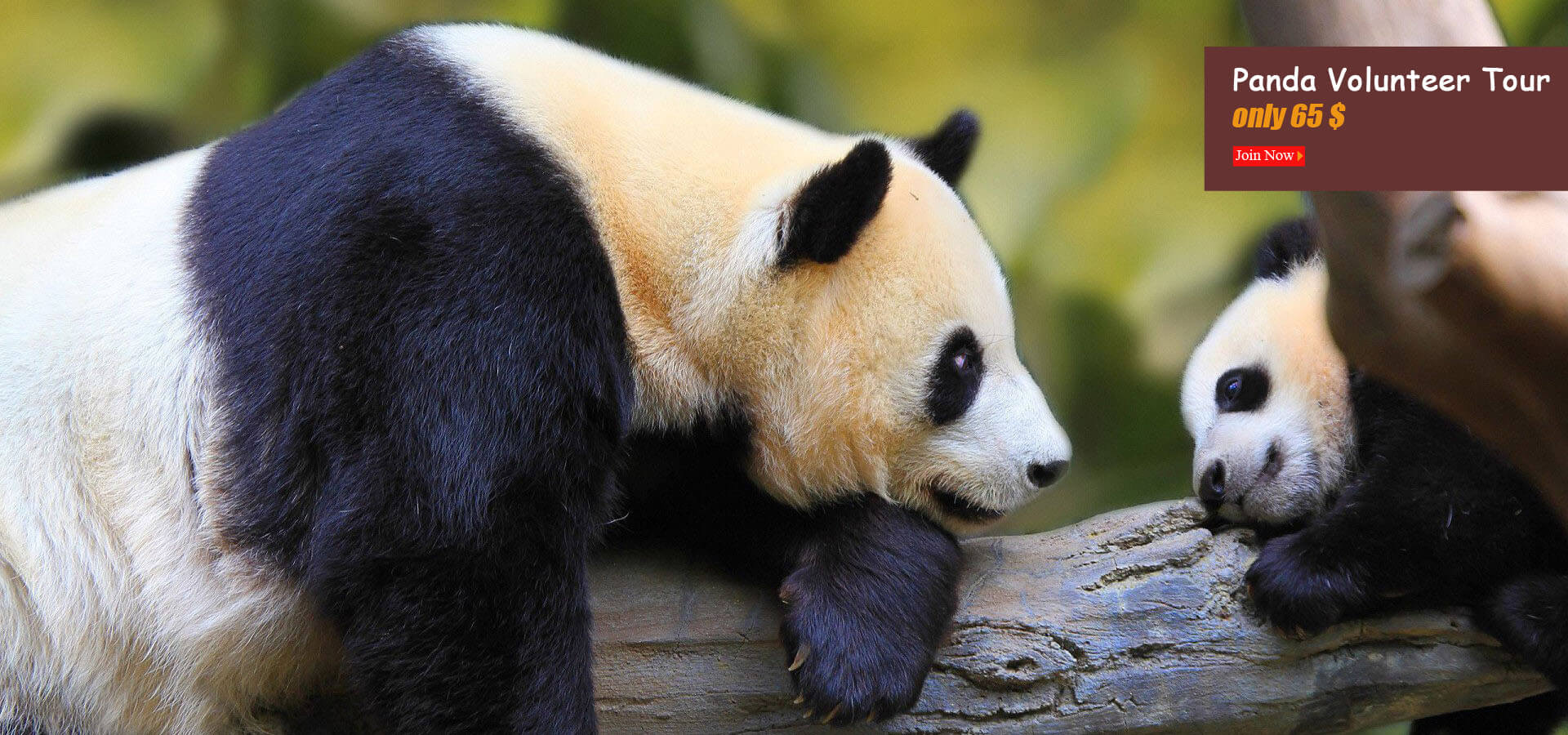 Sichuan Giant Panda