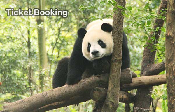 Sichuan Chengdu Panda Tour