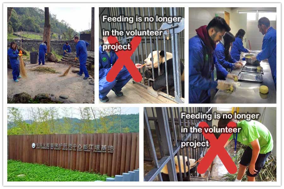 Panda Volunteer Program