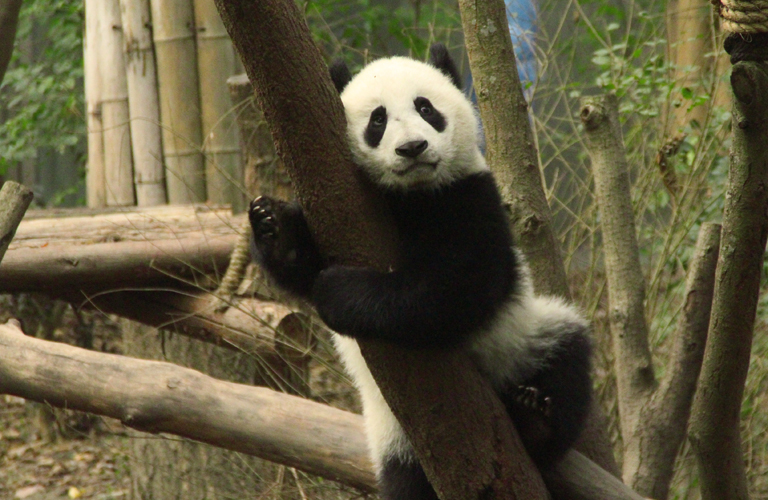 Chengdu Day Tours