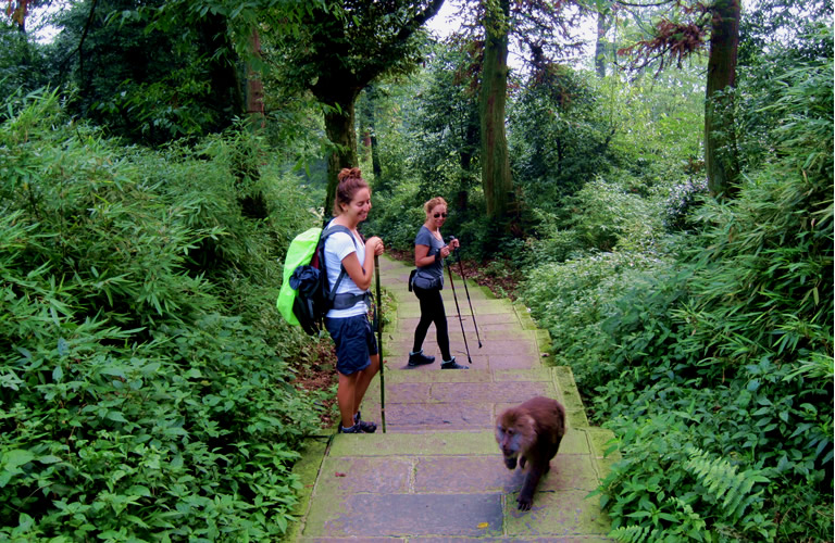 Mount Emei Hiking Tour