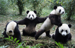 Sichuan Panda Tour