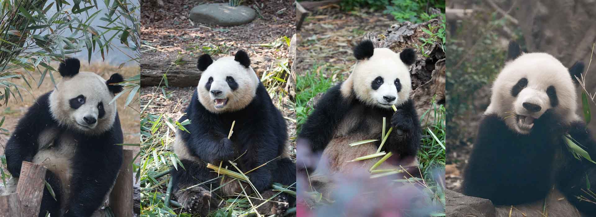 About Sichuan Travel Guide