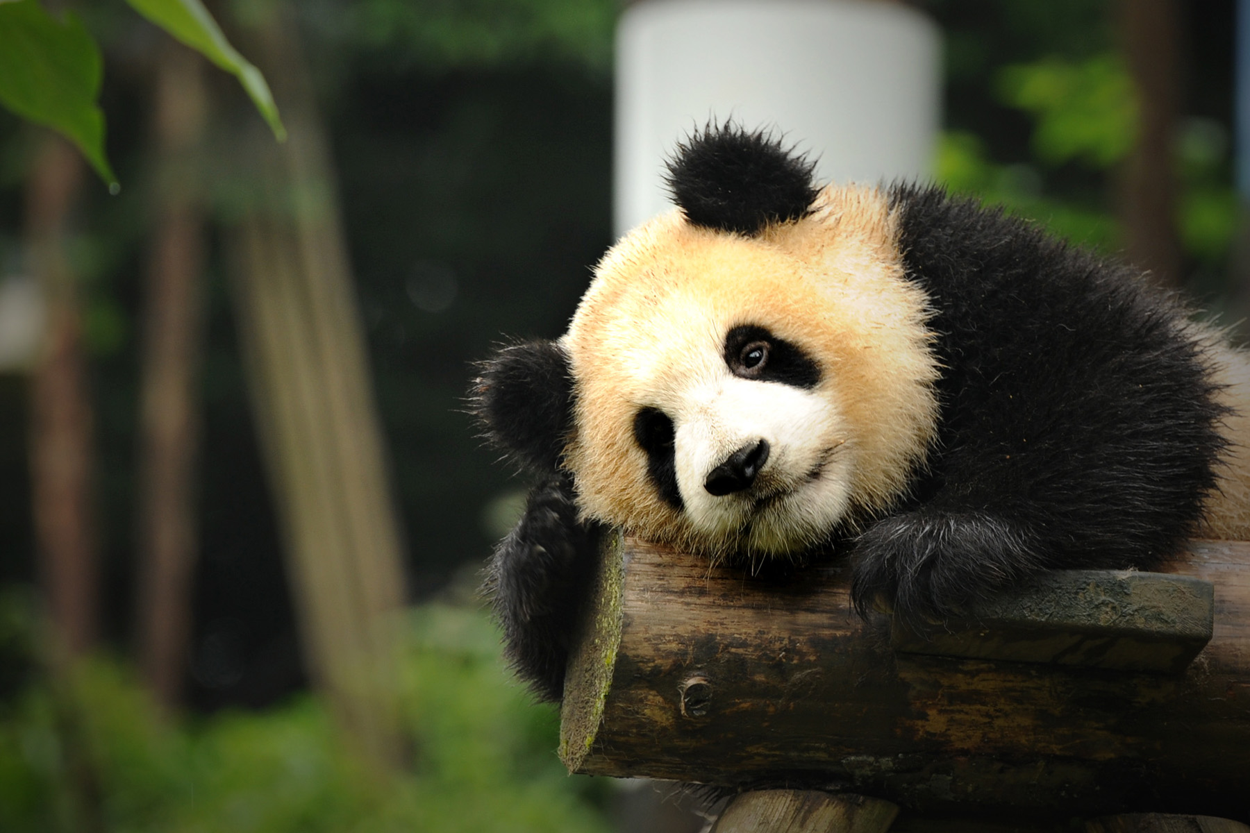 Bifengxia Panda Base Travel Guide, Things to do