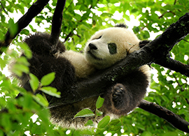 Bifengxia Panda Tour