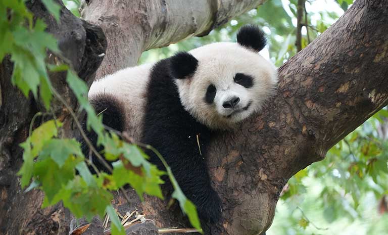 Sichuan Panda Tour