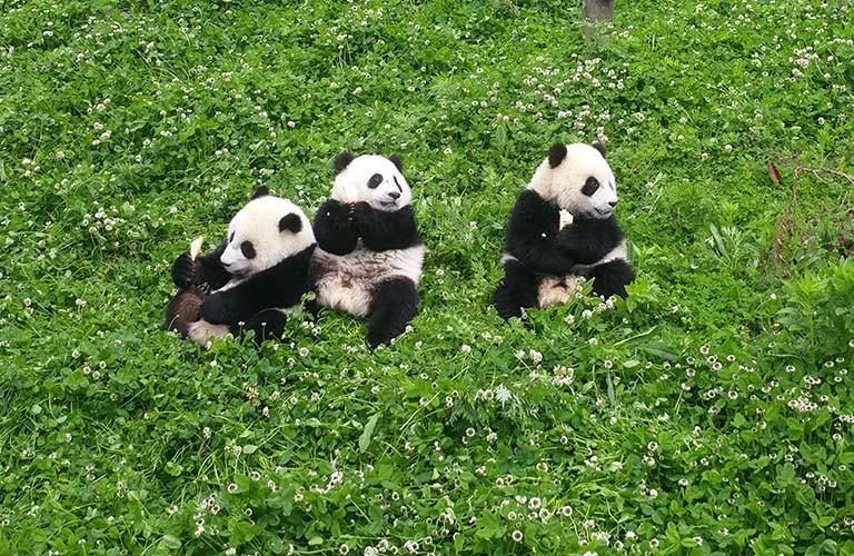 Sichuan Panda Tour