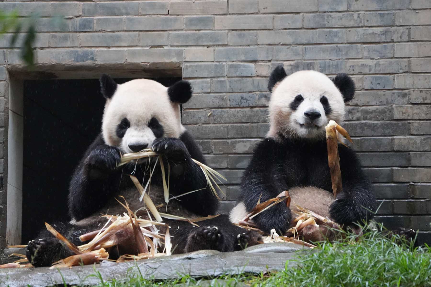 Learn about Giant Panda, Panda Bear - Giant Panda Facts