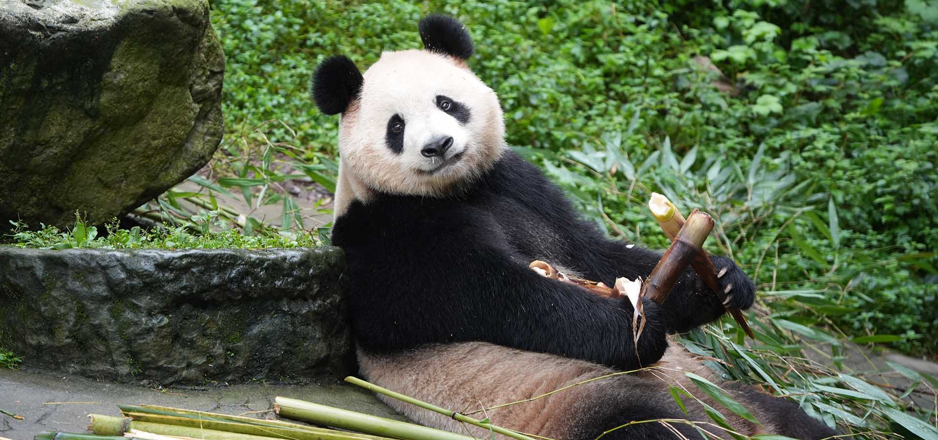 Sichuan Giant Panda