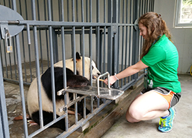 Chengdu Panda Volunteer