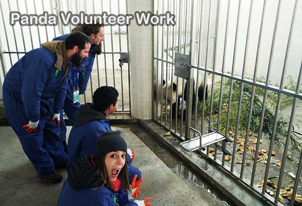 Sichuan Chengdu Panda Tour