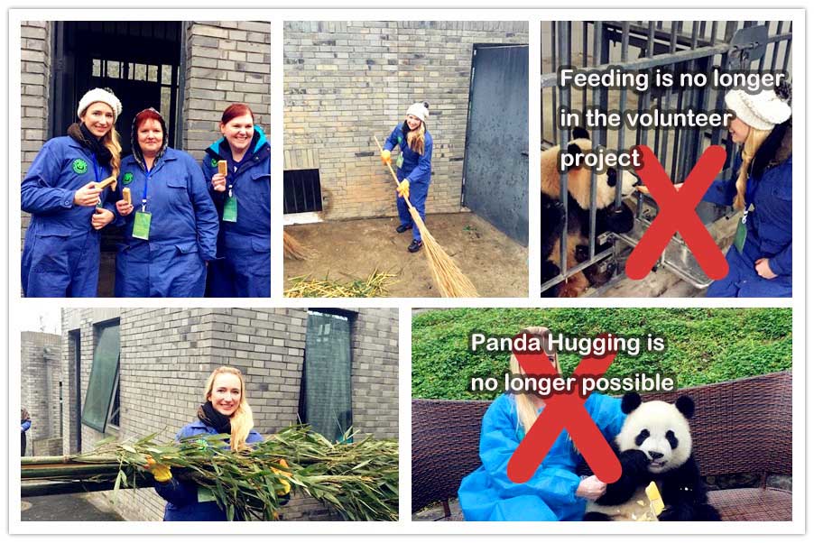 Panda Volunteer Program