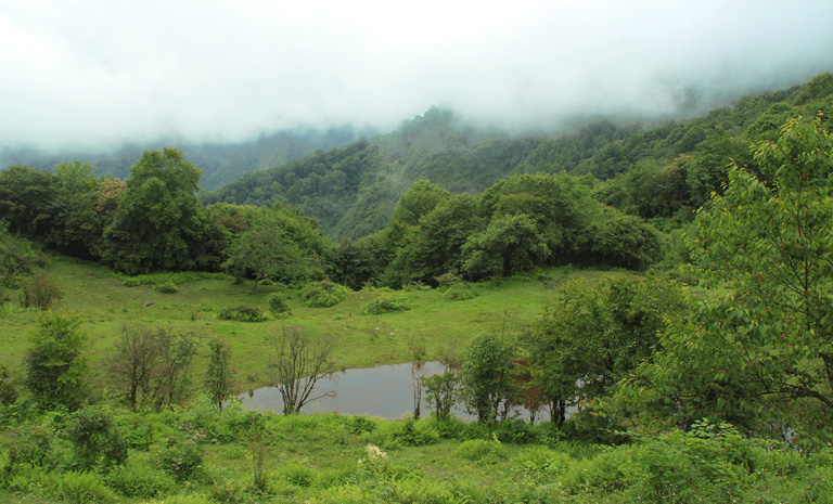 Sichuan Panda Tour