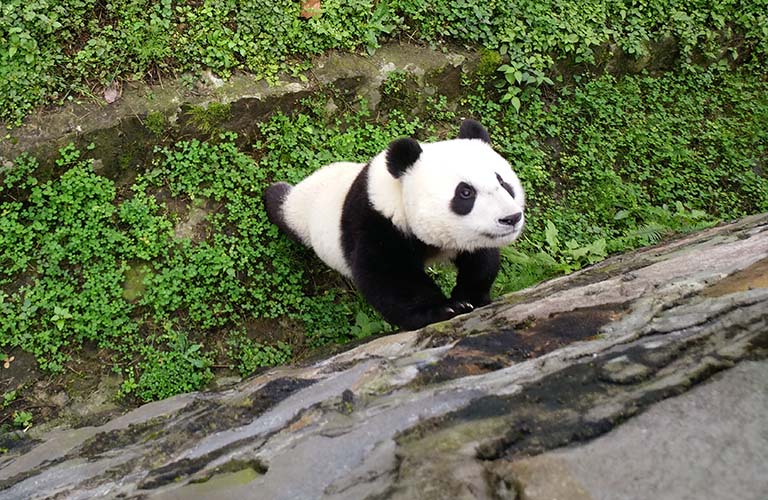 Leshan Buddha and Giant Panda Tour