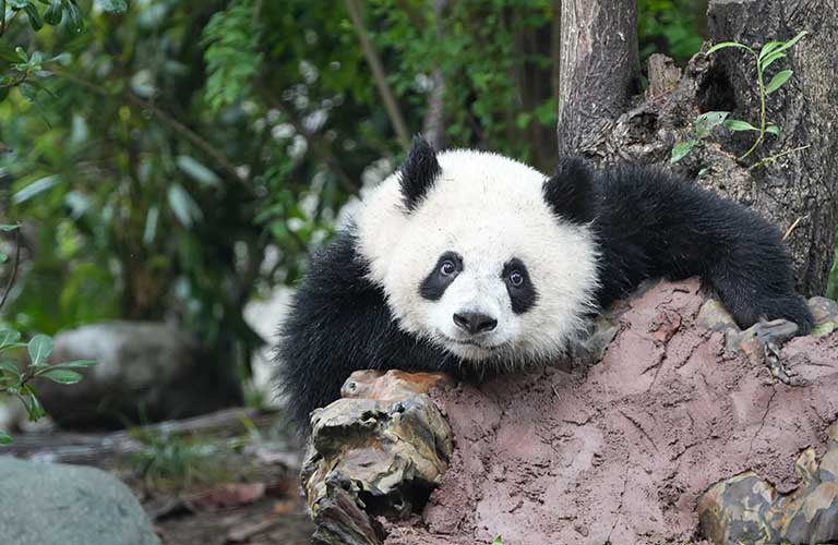 Leshan Buddha and Giant Panda Tour