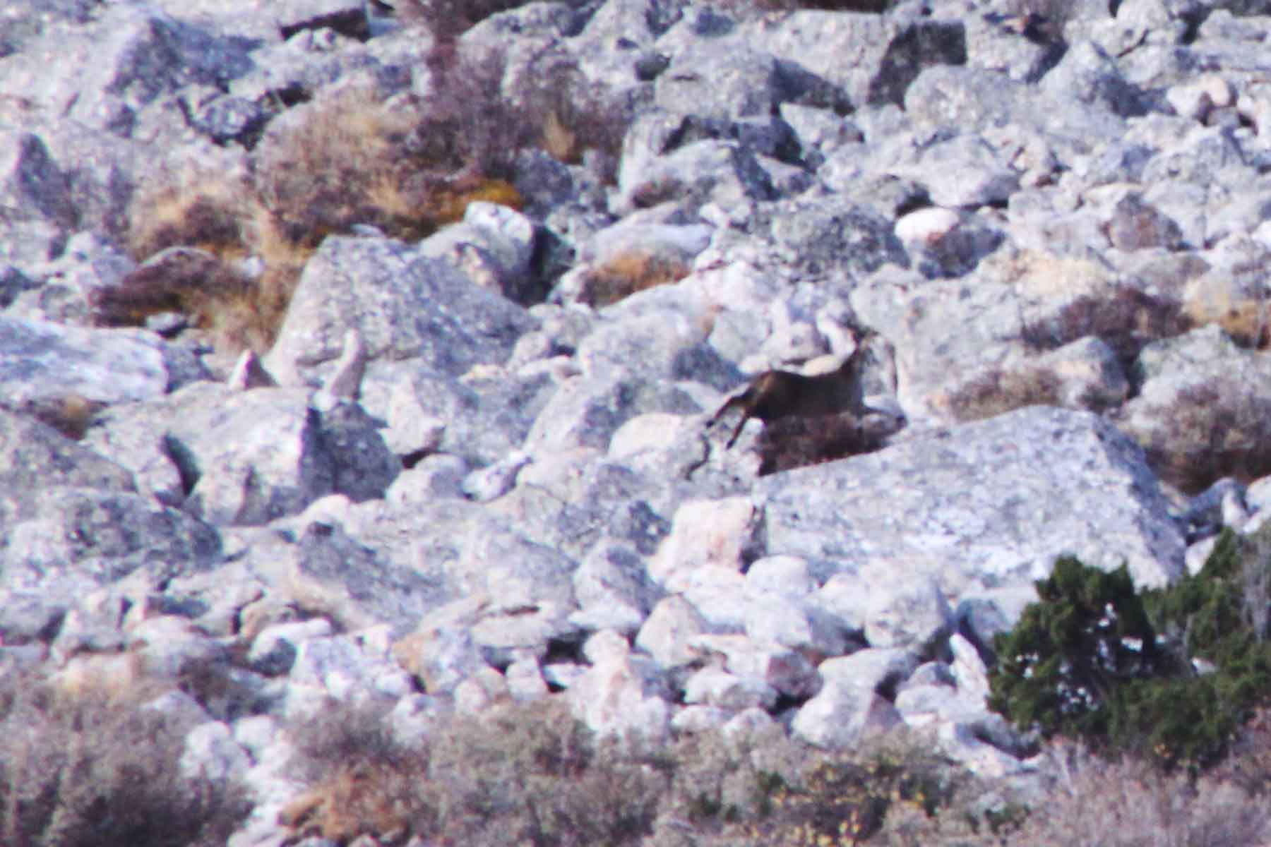 Gonggashan Kangding Wildlife