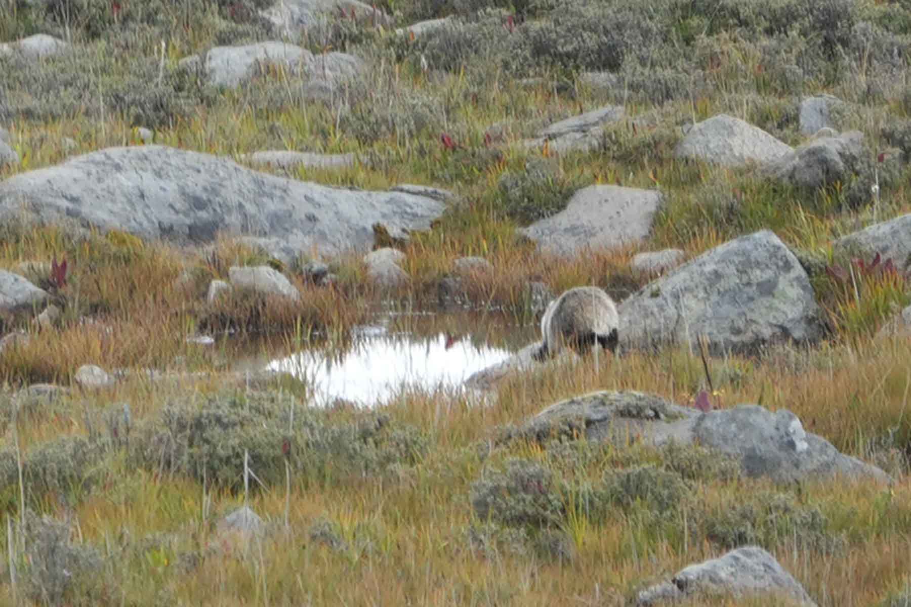 Gonggashan Kangding Wildlife