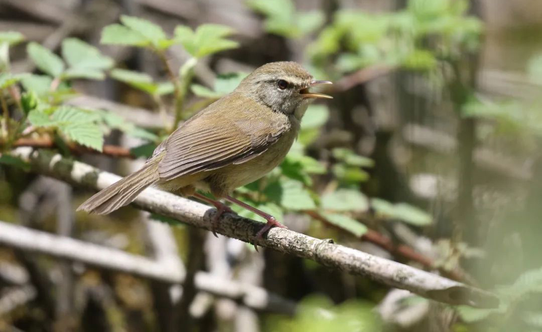 Mt. Wawu Birds