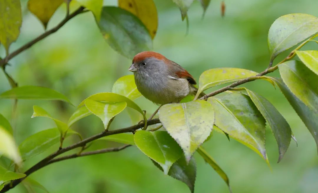 Mt. Wawu Birds