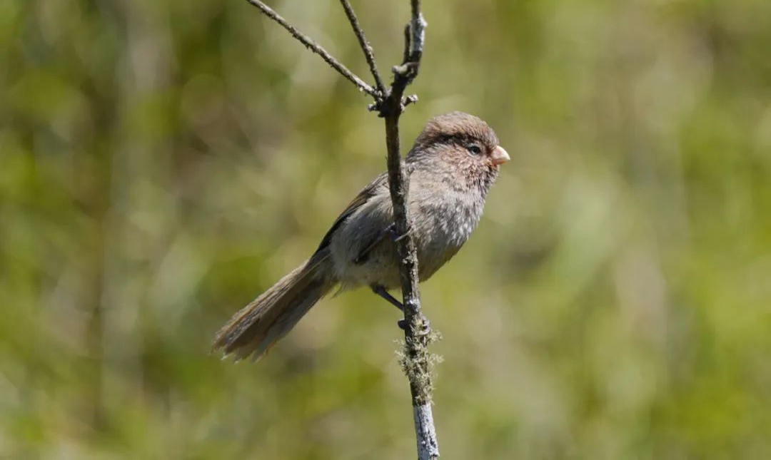 Mt. Wawu Birds