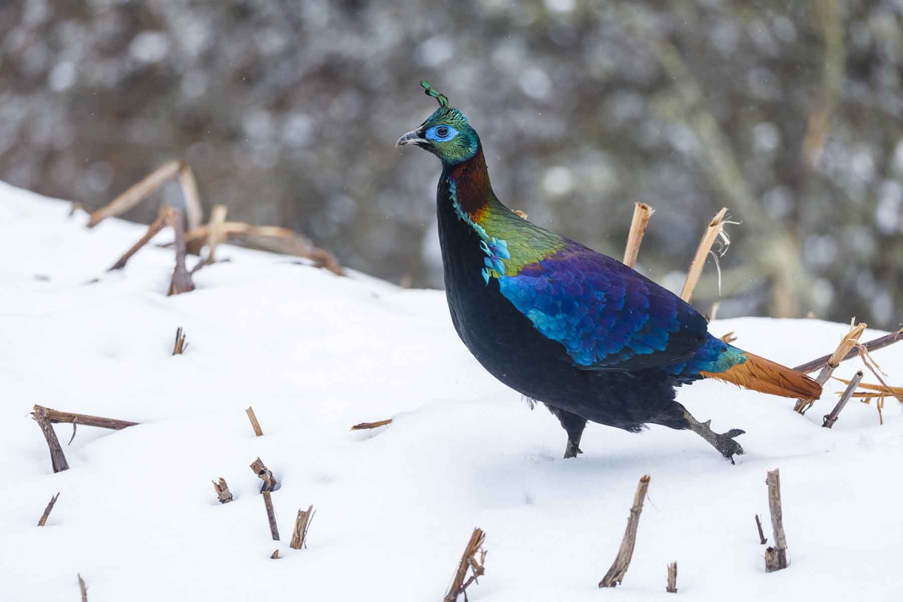 Sichuan Bird Tour Sichuan Bird Tour