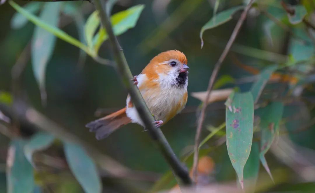 Mt. Wawu Birds