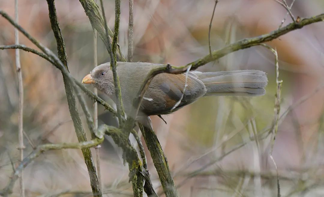 Mt. Wawu Birds