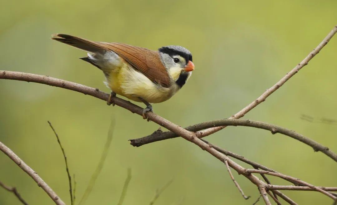 Mt. Wawu Birds