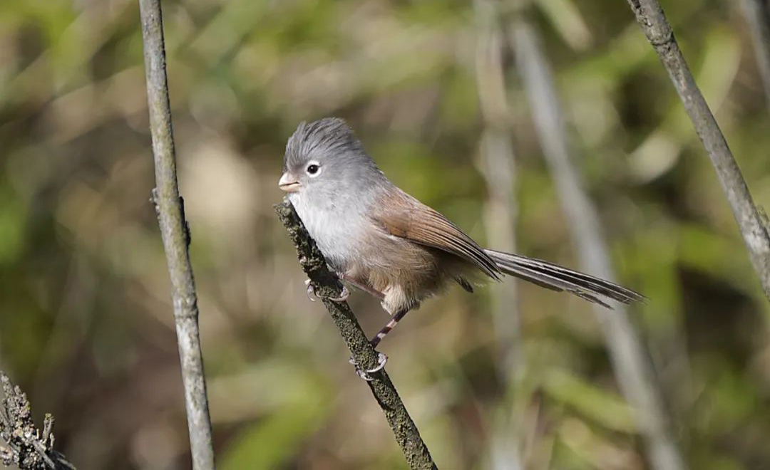 Mt. Wawu Birds