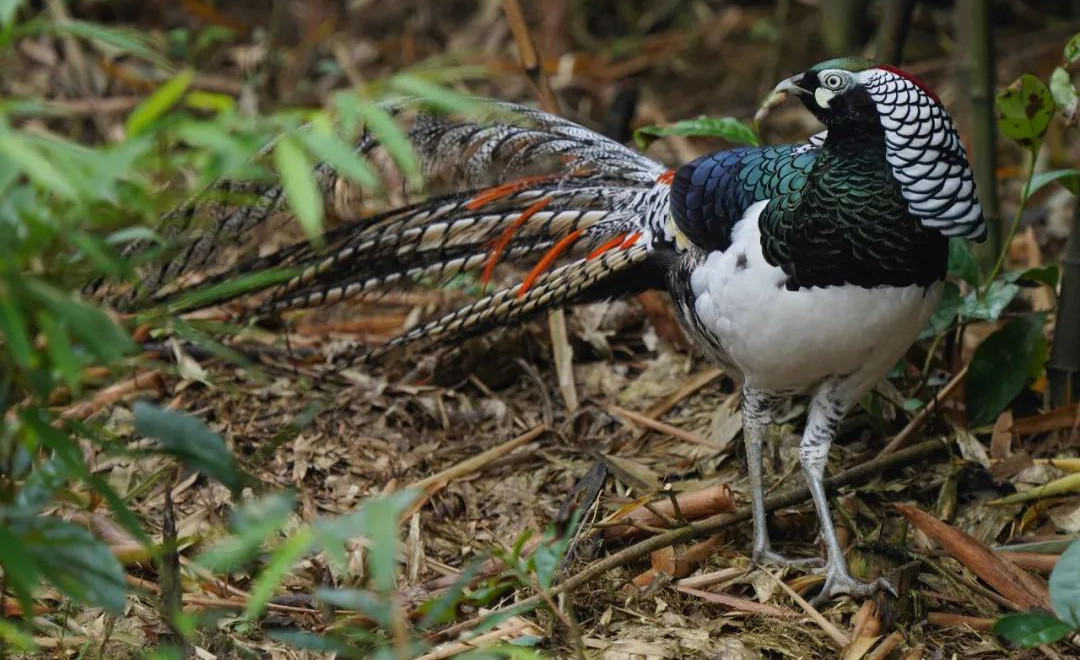 Mt. Wawu Birds