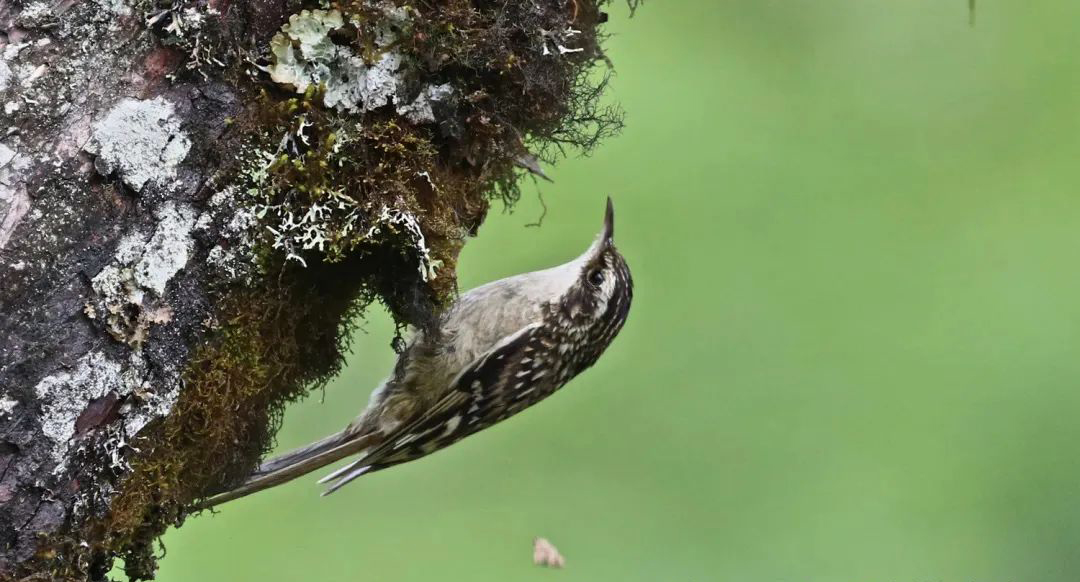 Mt. Wawu Birds