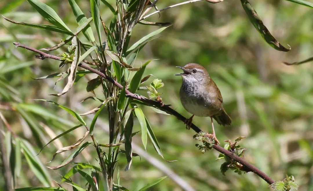 Mt. Wawu Birds