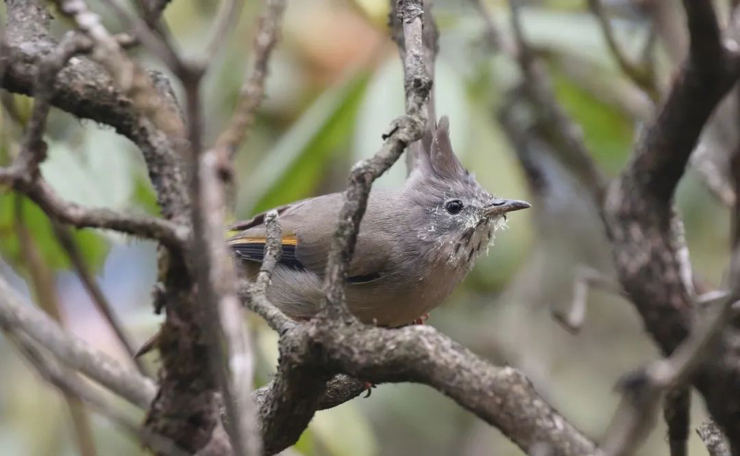 Mt. Wawu Birds