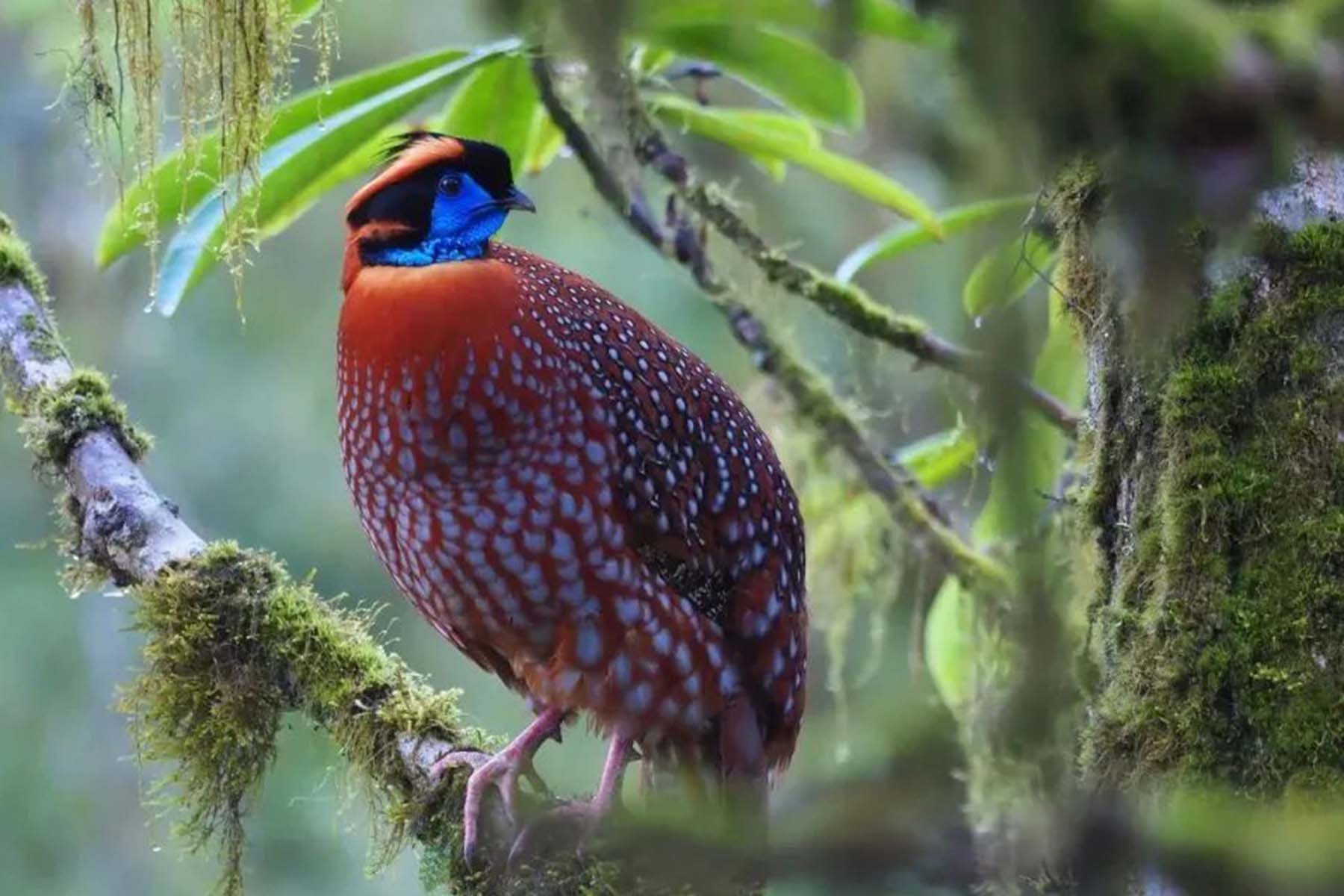 Sichuan Bird Tour