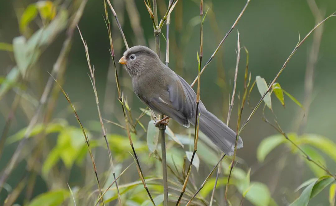 Mt. Wawu Birds