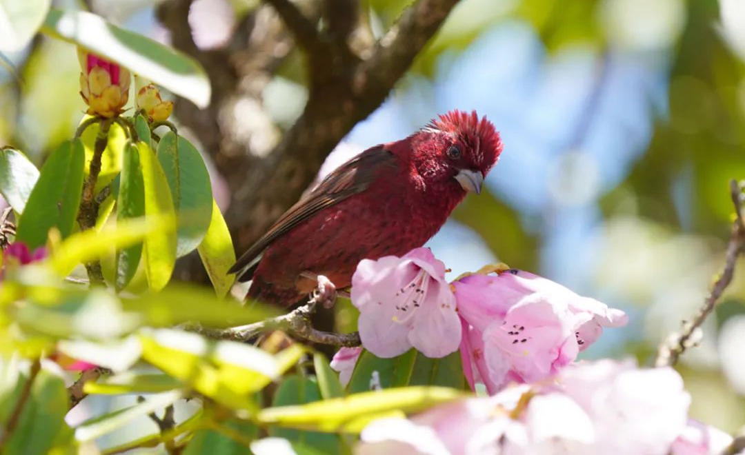 Mt. Wawu Birds