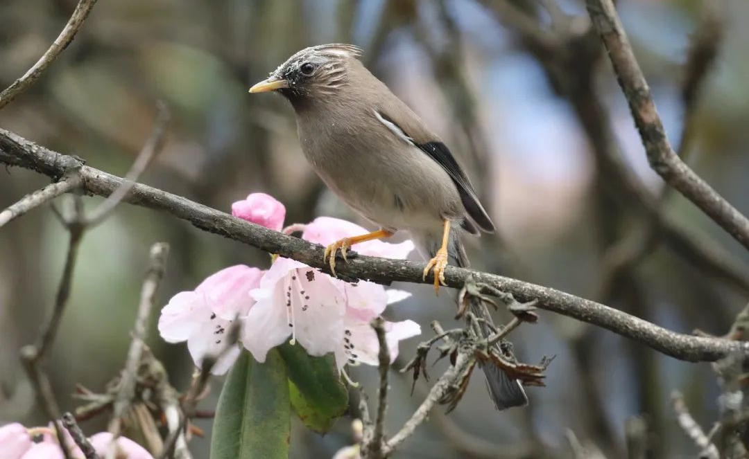 Mt. Wawu Birds