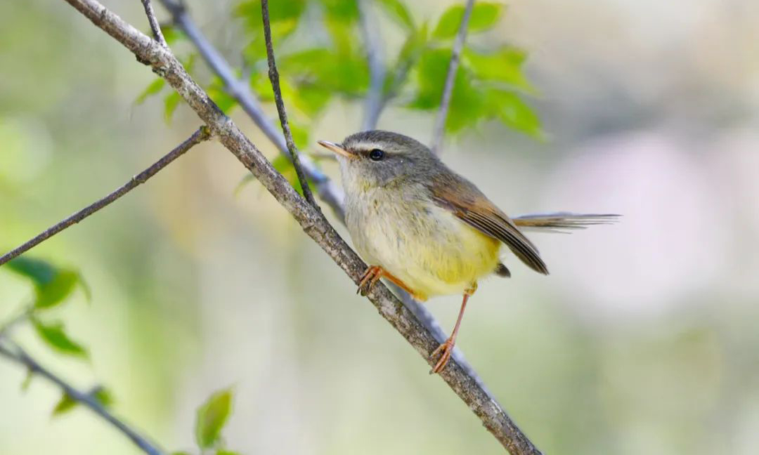 Mt. Wawu Birds