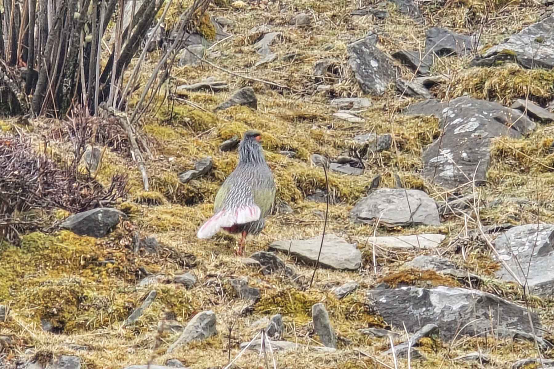 Gonggashan Kangding Wildlife