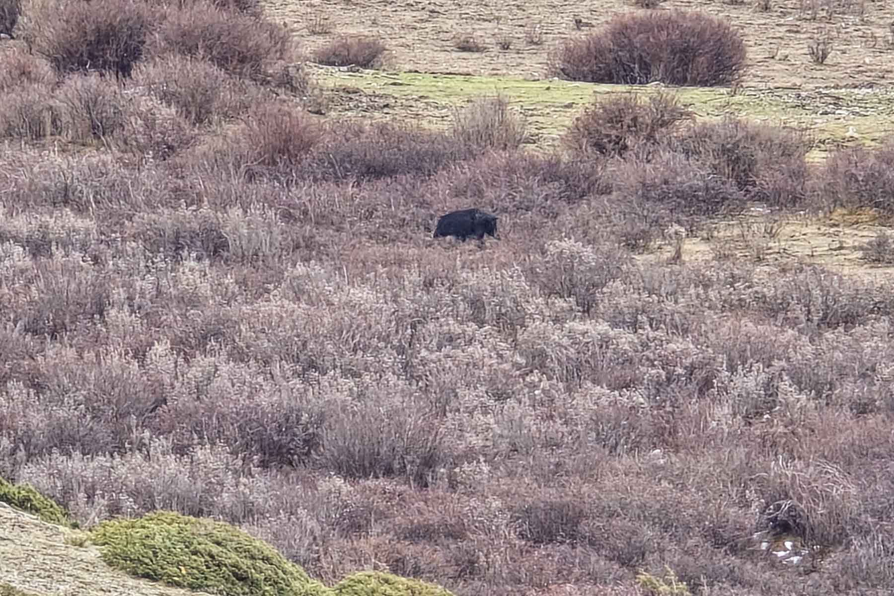 Gonggashan Kangding Wildlife