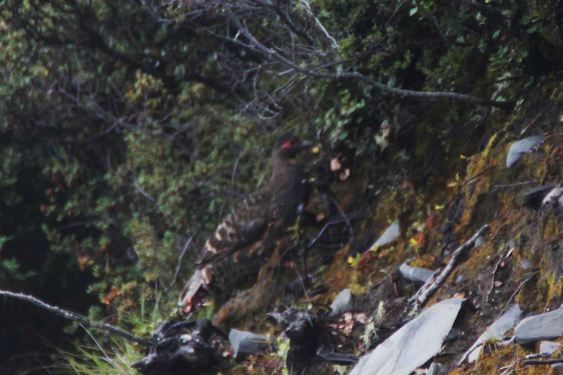 Gonggashan Kangding Wildlife