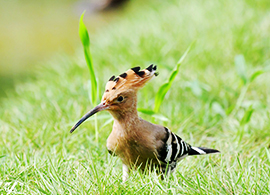 Chengdu Birding Tour