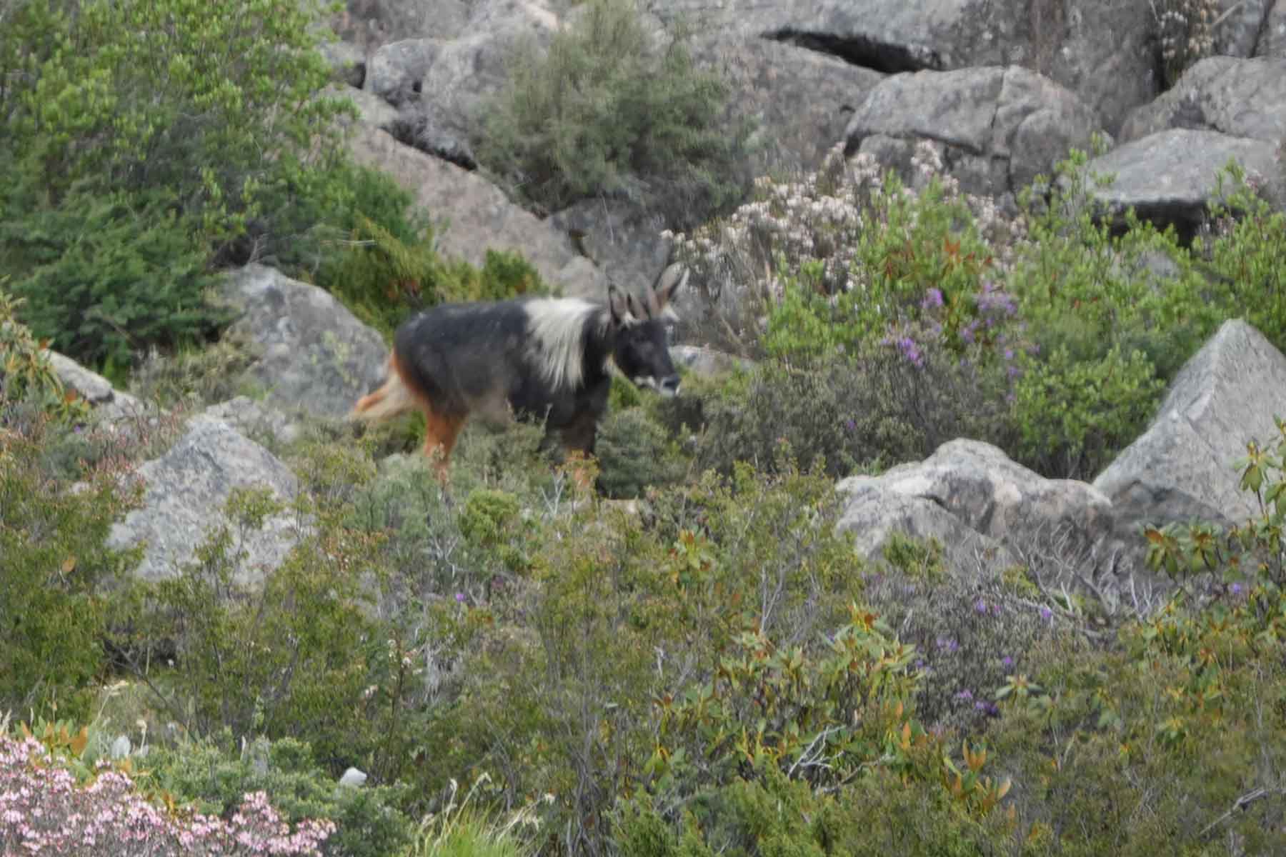Gonggashan Kangding Wildlife