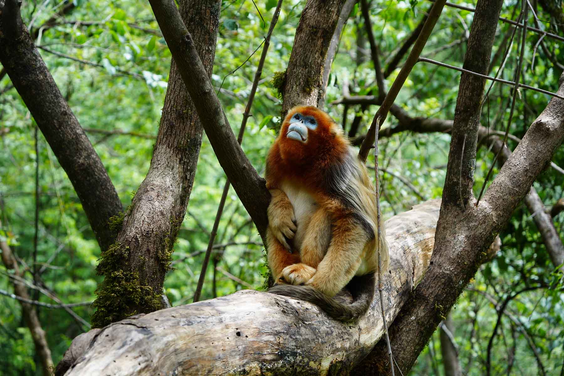 Golden Snub-nose Monkey